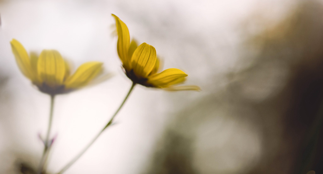 Çfarë është sindroma e binjakut që zhduket?